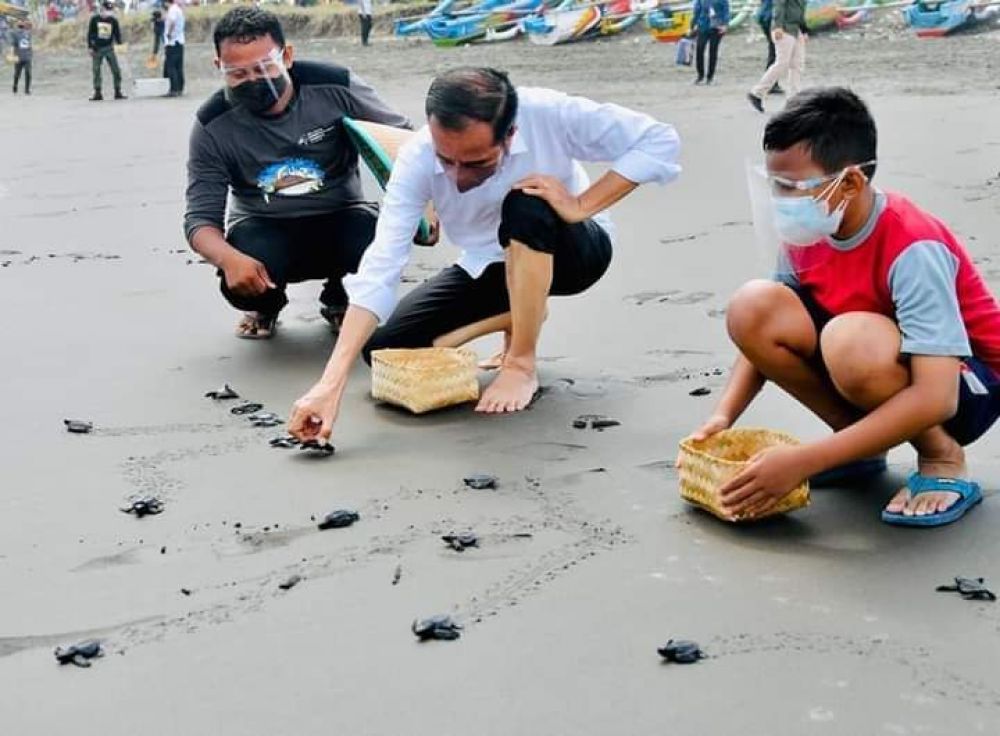 Bareng Anak Pantai, Jokowi Lepas Tukik Di Pantai Kemiren Cilacap