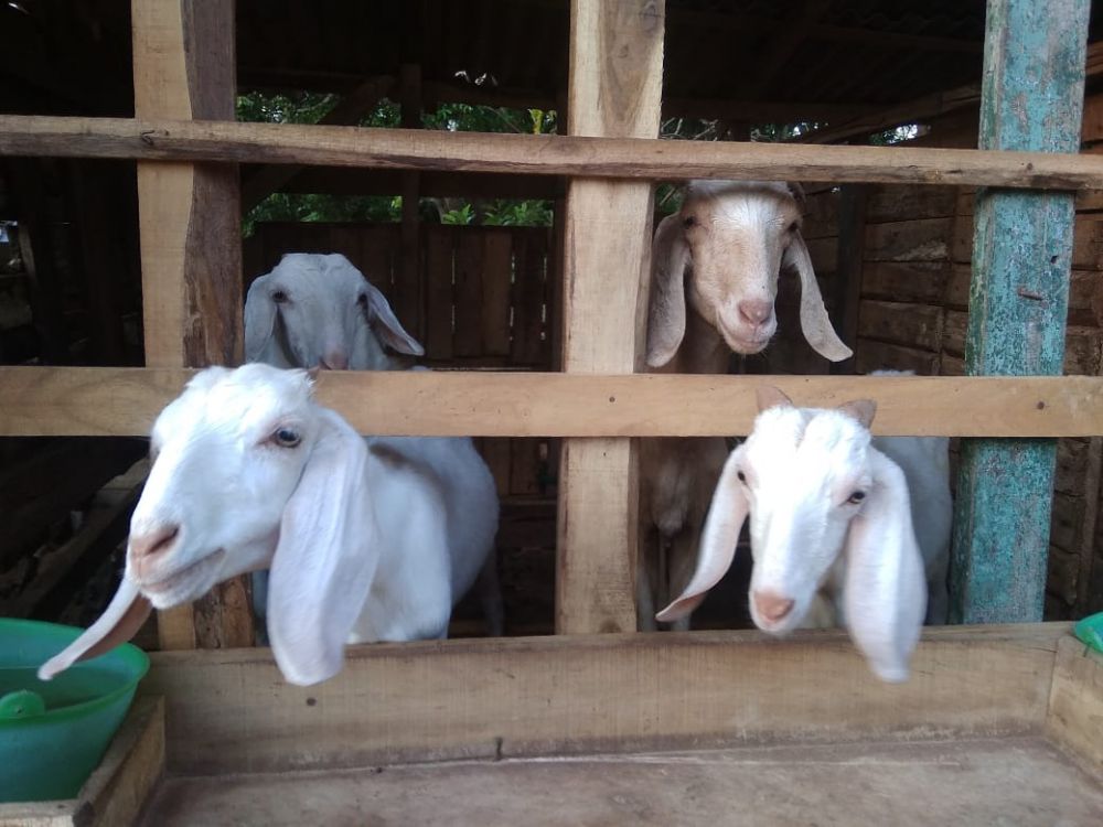 Ternak Kambing,Sebagai Peningkatan Ekonomi Masyarakat