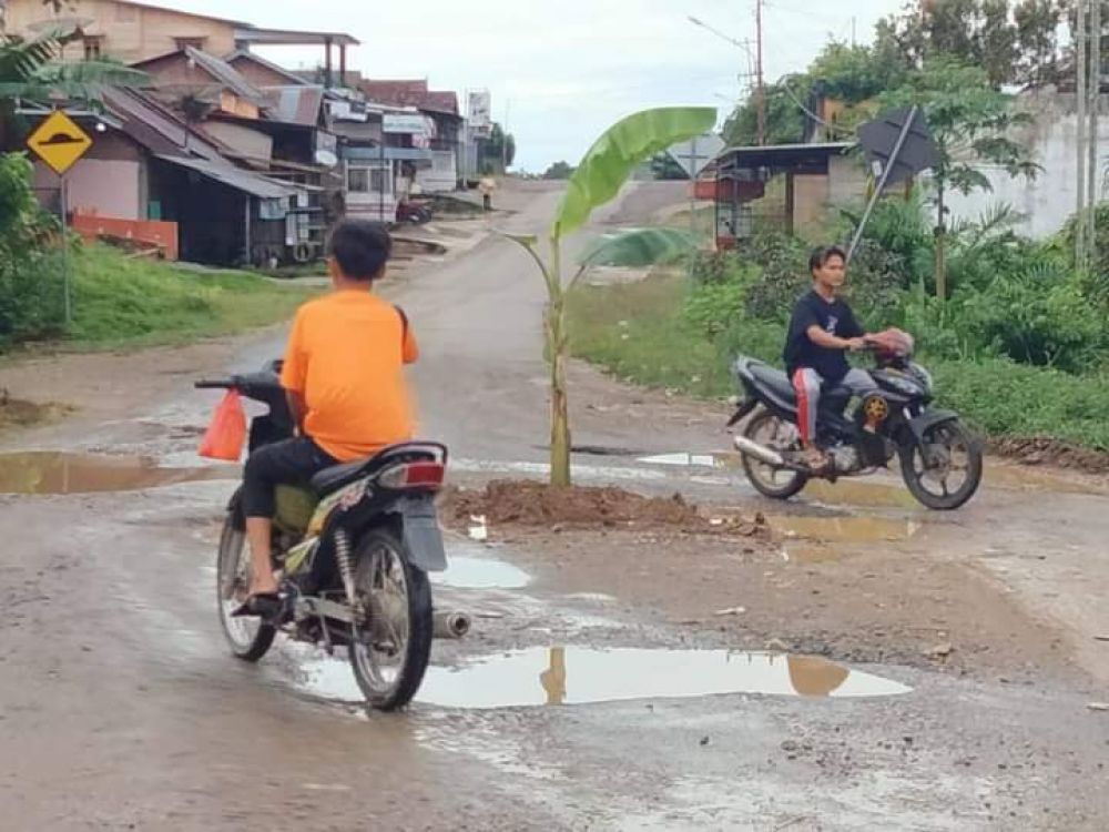 Heboh Pohon Pisang Tumbuh Di Tengah Jalan Pintas Provinsi Jambi