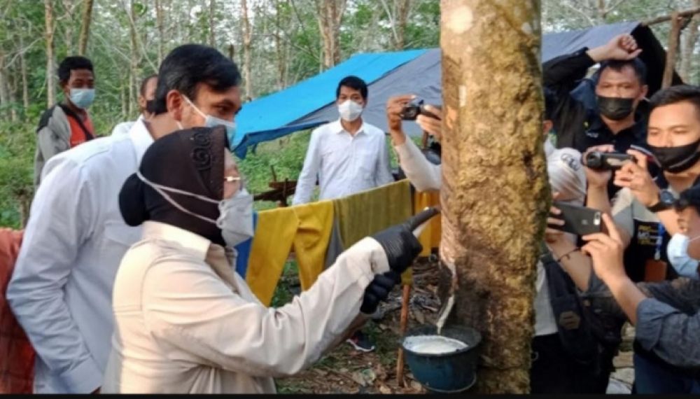 Blusukan Di Suku Anak Dalam Jambi, Risma Ikut Sadap Pohon Karet