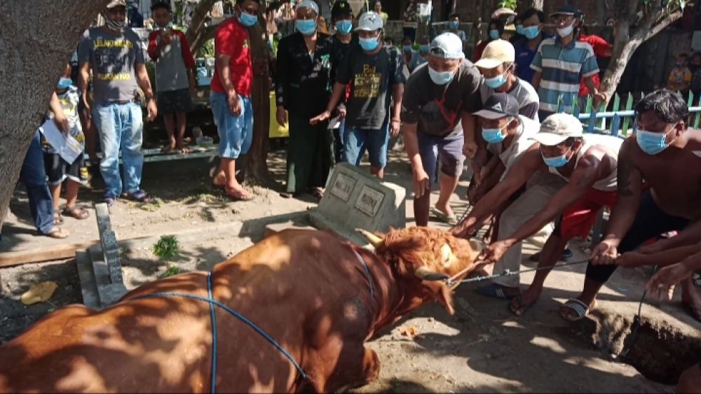 Hari Kedua Idul Adha, Kojar-Dolly Surabaya Sembelih Sapi Dari Risma