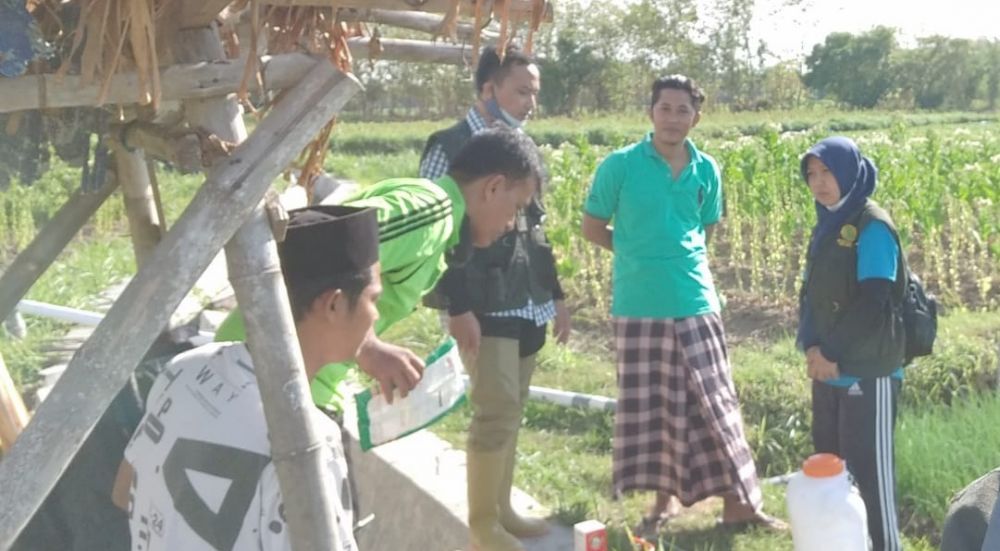 Petani Milenial Bawang Merah Sampang, Keluhkan Serangan Hama Ulat