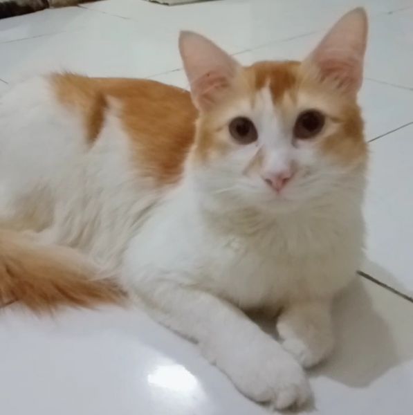 Ternyata Ini Alasan Kucing Menggosokkan Tubuhnya Ke Kaki Kita