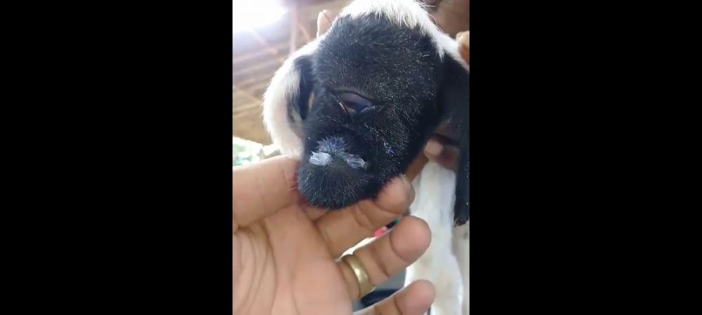 Viral Anak Kambing Bermata Satu Milik Pak RT Di Dusun Jatimulya