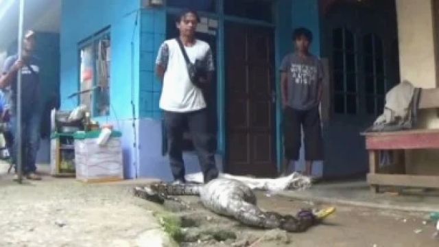Ular Piton Ber Perut Besar, Bikin Begidik Warga Sumedang