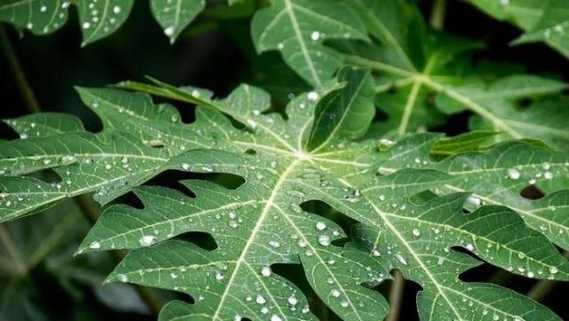 Meskipun Rasanya Pahit Seperti Kenyataan, Daun Pepaya Kaya Manfaat