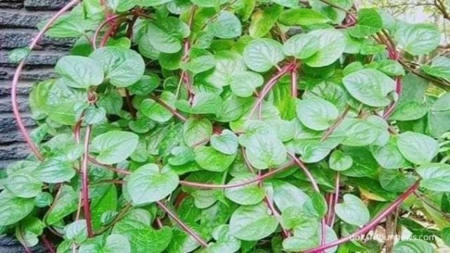 Gak Nyangka, Daun Binahong Ternyata Bikin Lemah Syahwat Ambrol